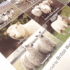 British Sheep Breeds Poster - Image 2