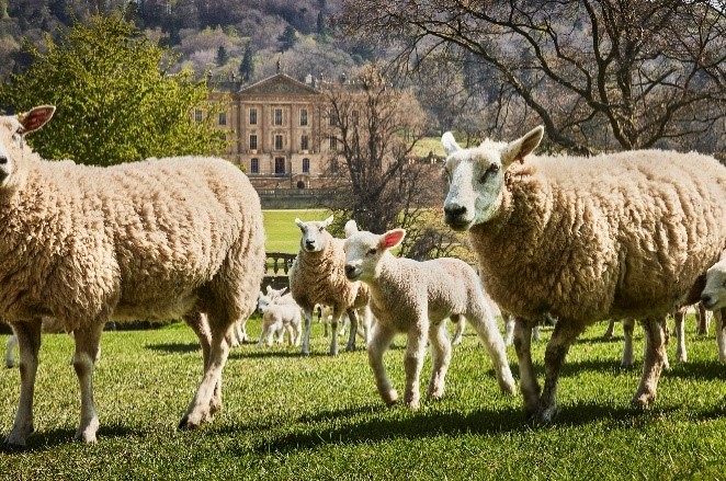 The Chatsworth Collection British Wool