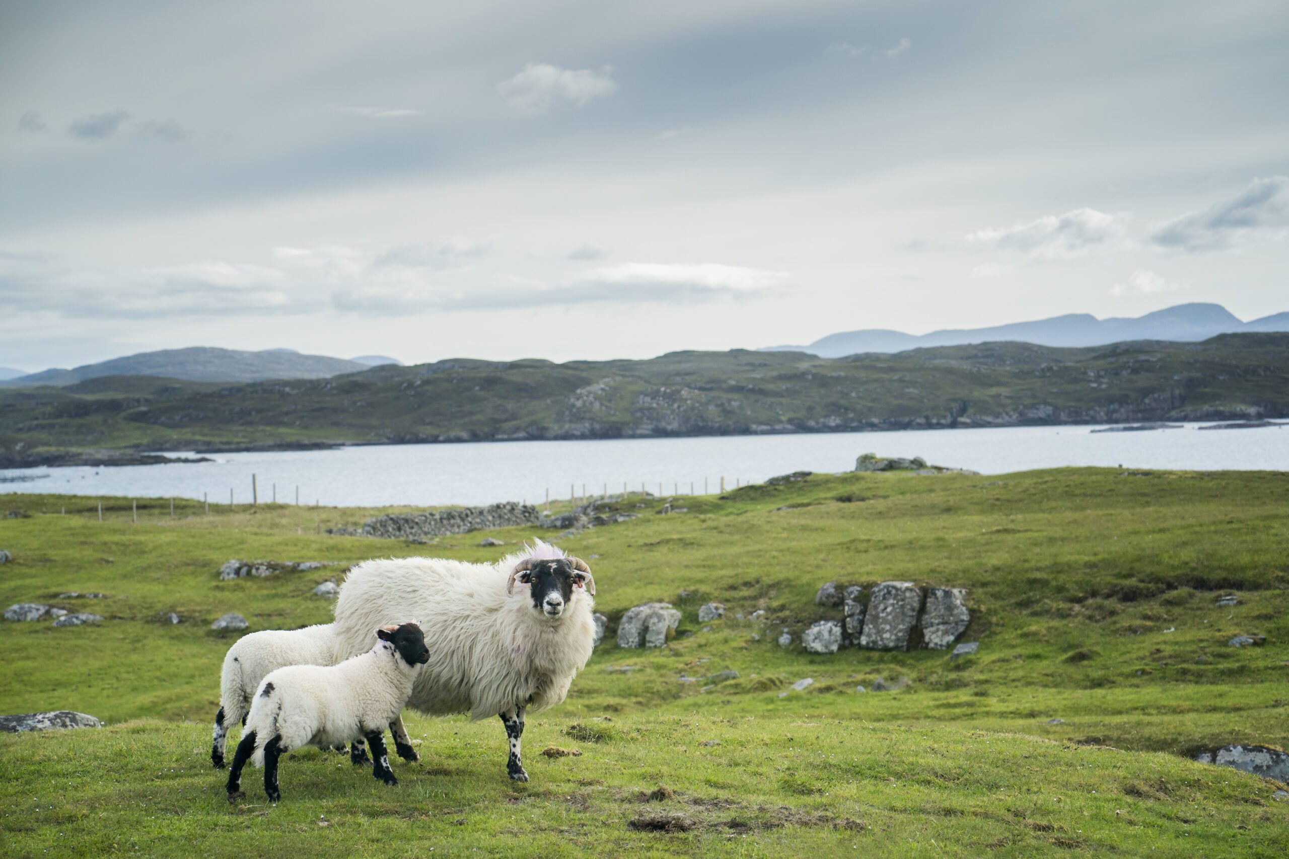 Wool and the Environment A Sustainable Choice British Wool