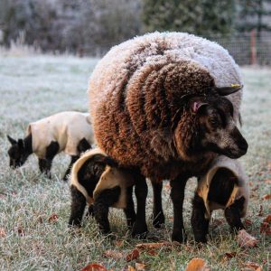lamb cosy - shepherds crook