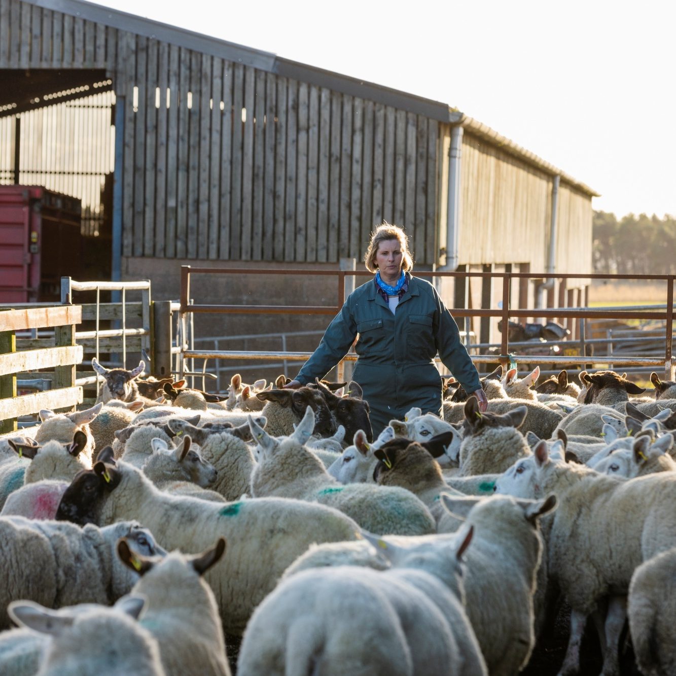 Wool Starts Here - British Wool