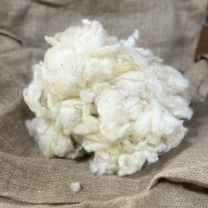 scoured wool