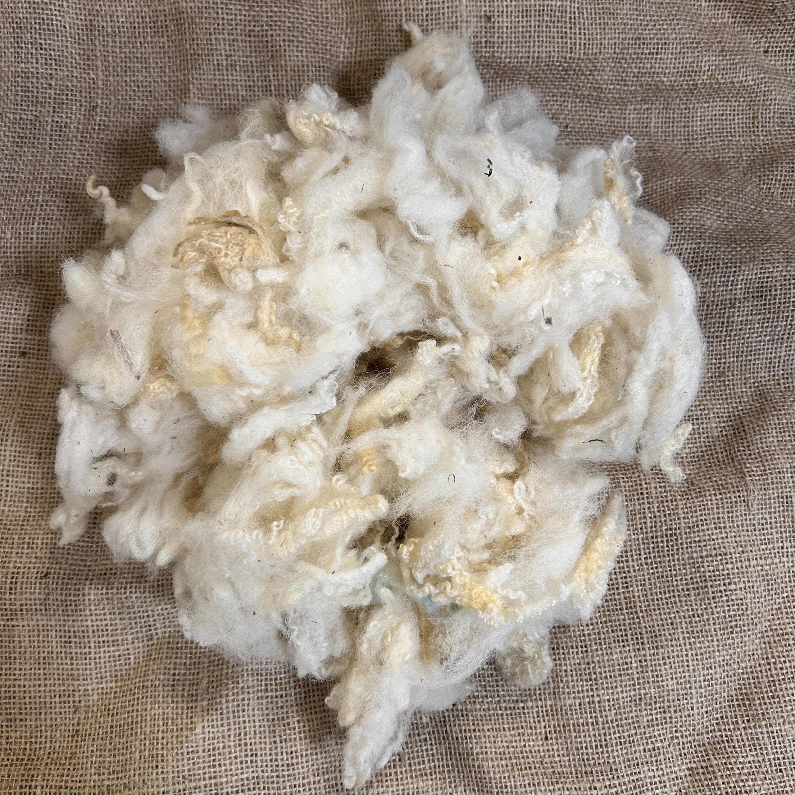 Scoured Bluefaced Leicester Cross Wool